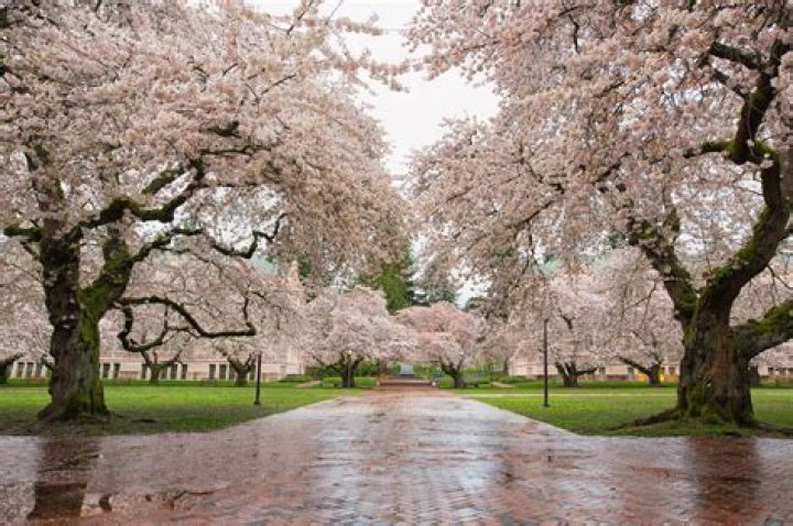 Does it rain a lot in Burnaby?