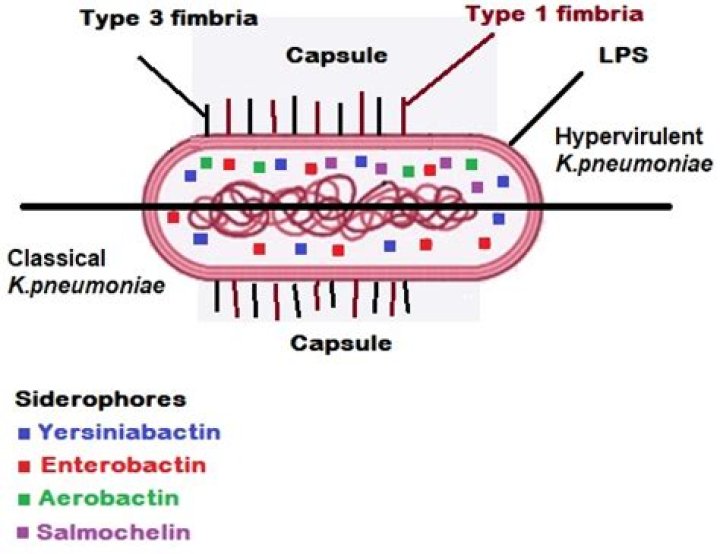 Does Klebsiella aerogenes have a capsule?