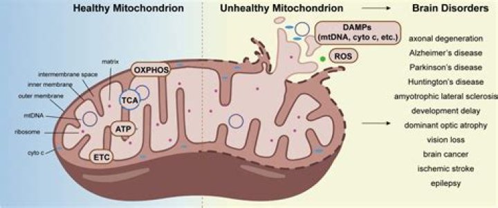 Does mitochondria work with carbohydrates?