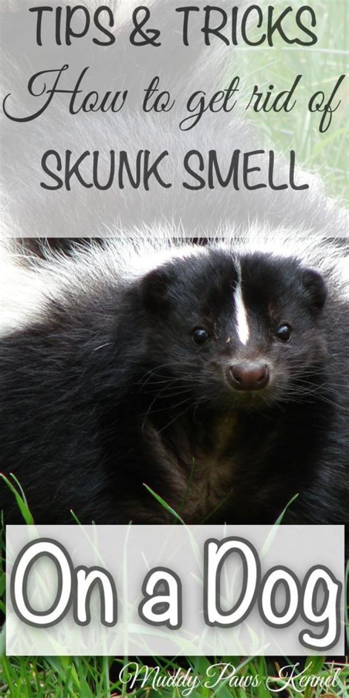 Does mouthwash get rid of skunk smell?