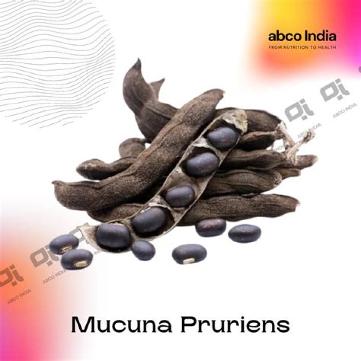 Does Mucuna pruriens do anything?