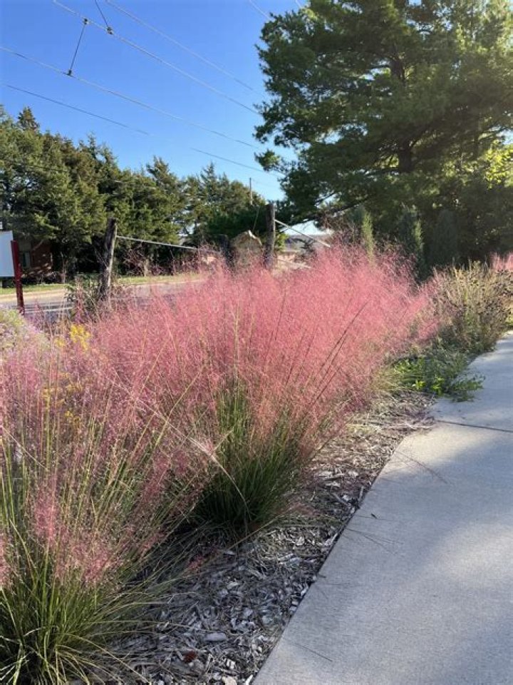 Does muhly grass grow in Texas?