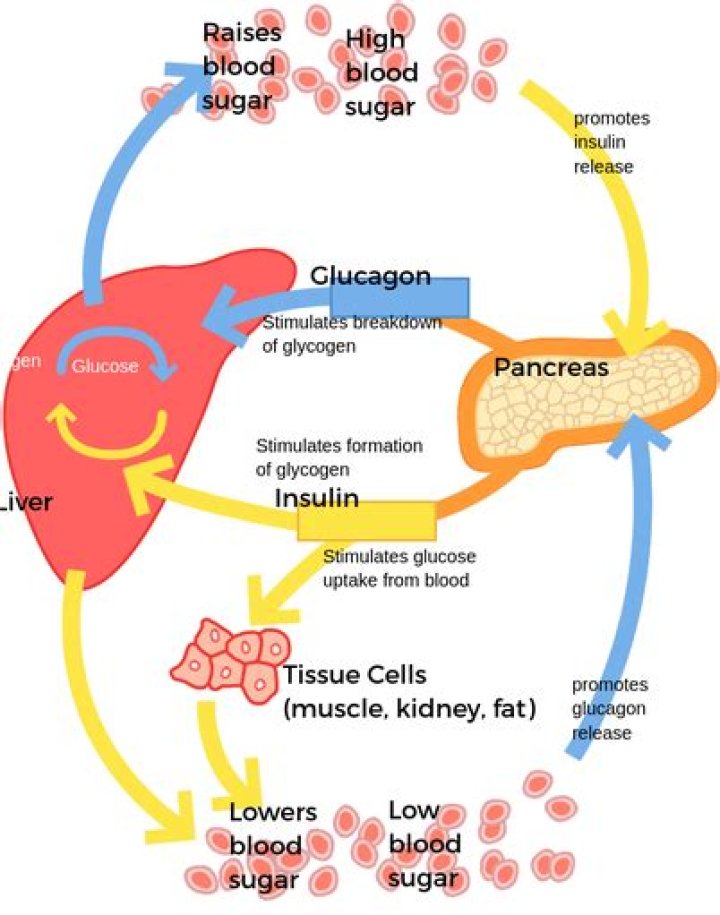 Does nervous tissue use glucose?