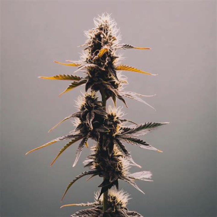 Does OG Kush grow fast?