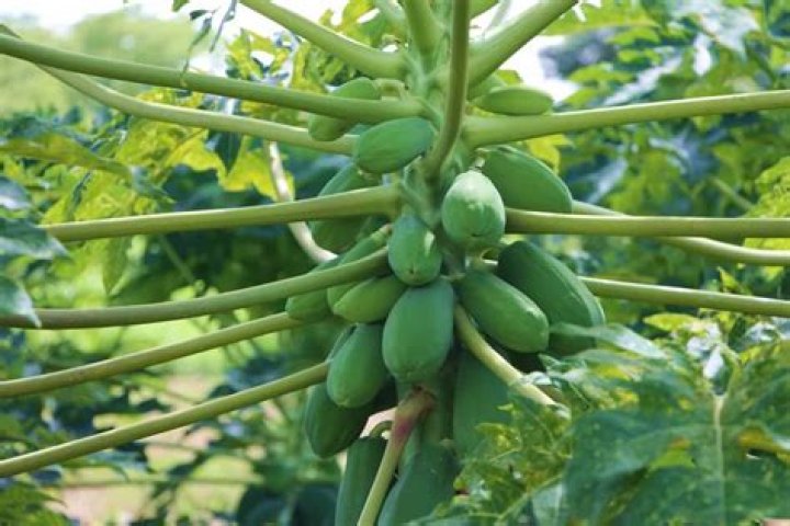 Does papaya increase breast milk?