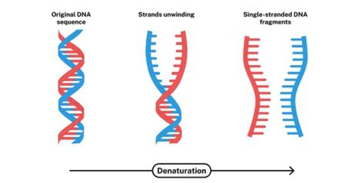 Does paper have DNA?