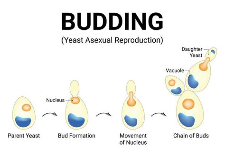 Does paramecium reproduce by budding?