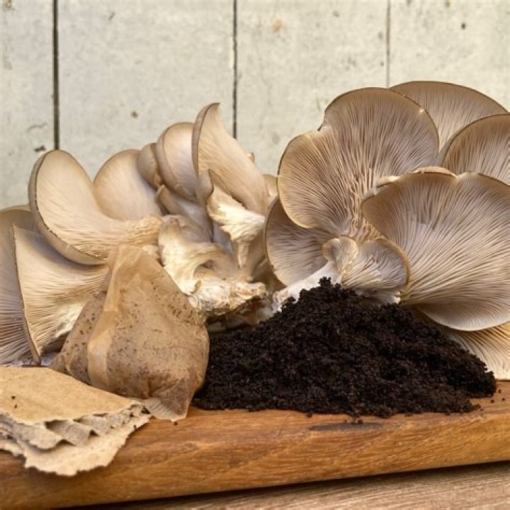 Does Parasect grow more mushrooms?