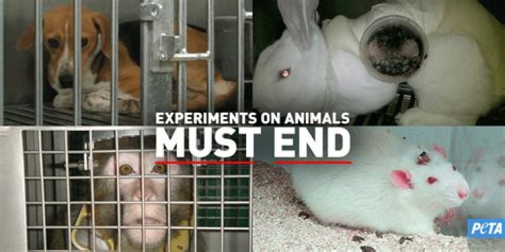 Does PETA support animal testing?