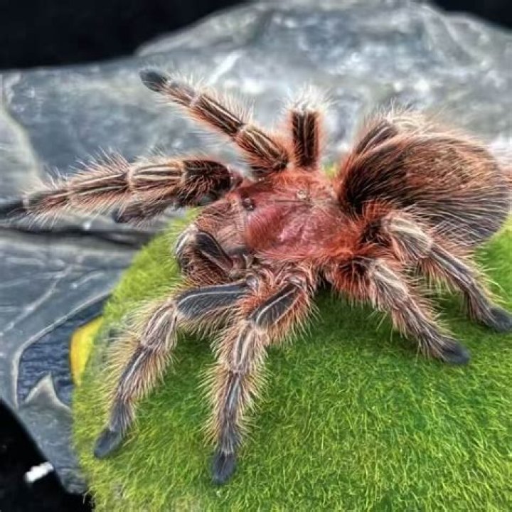 Does Petco sell rose hair tarantula?