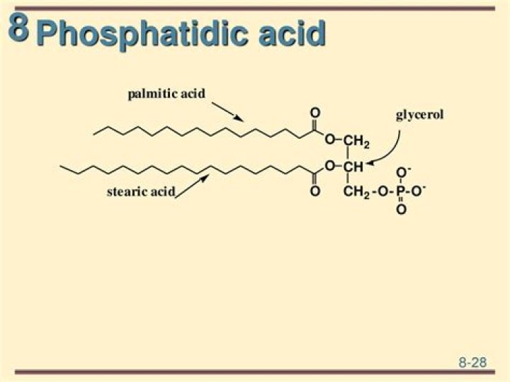 Does phosphatidic acid really work?