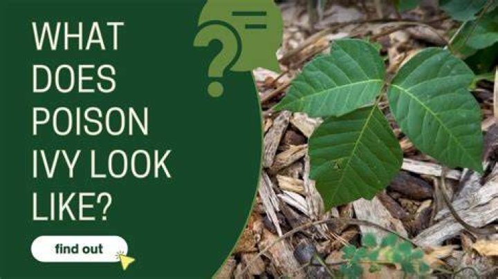 Does poison ivy stay green?