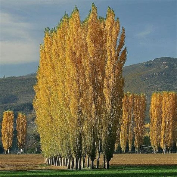 Does poplar grow in Canada?