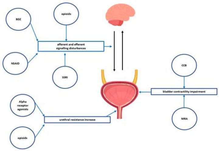Does propranolol affect urine output?