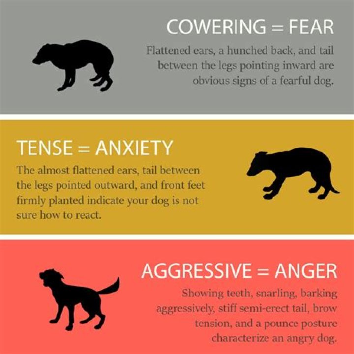 Does Prozac help dogs with aggression?