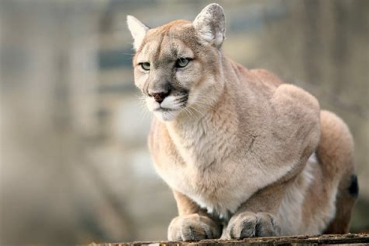 Does PUMA outsource?