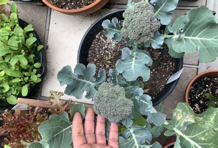 Does purple sprouting broccoli regrow?