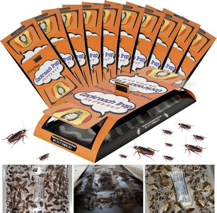Does Raid cockroach bait work?