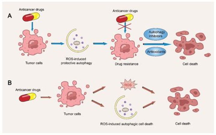 Does ROS induce autophagy?