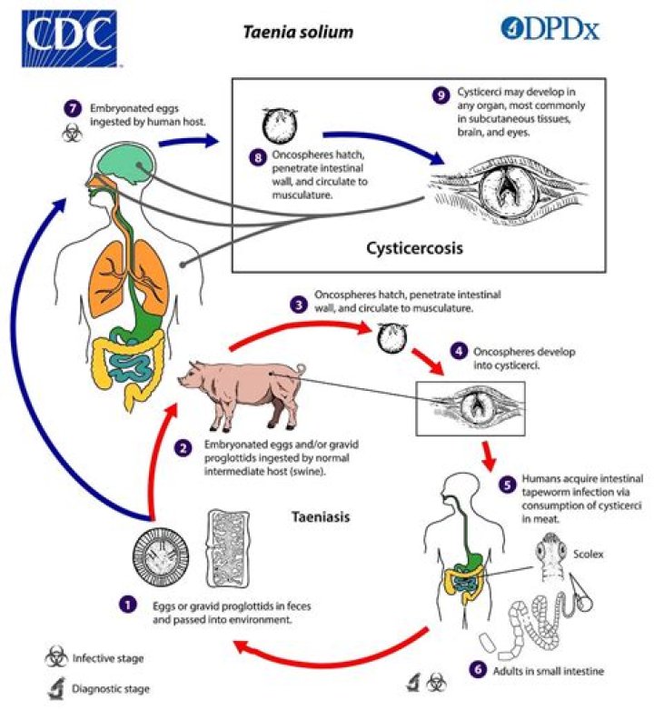 Does Taenia Solium cause Autoinfection?