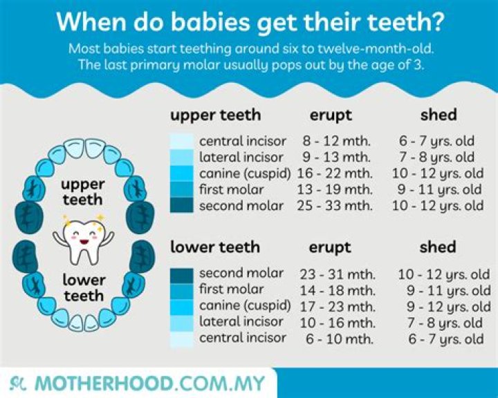 Does teeth grow in size?