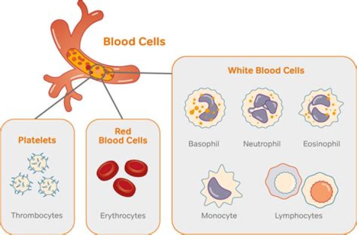 Does temperature affect white blood cells?