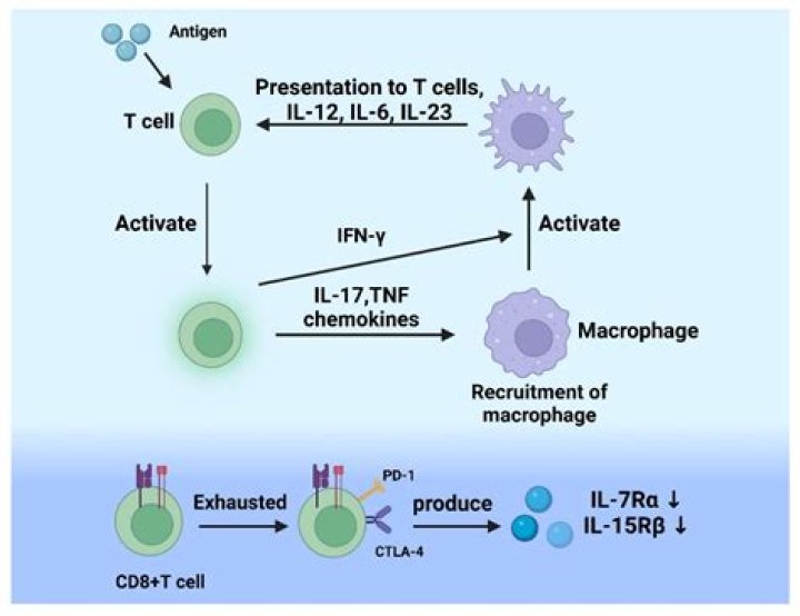 Does Th1 secrete IL-12?