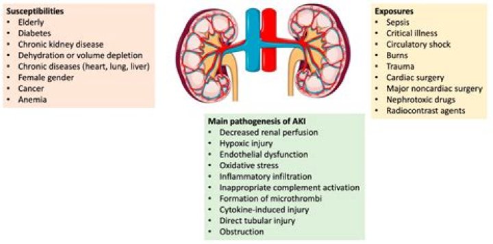 Does vanadyl sulphate cause nephrotoxicity?