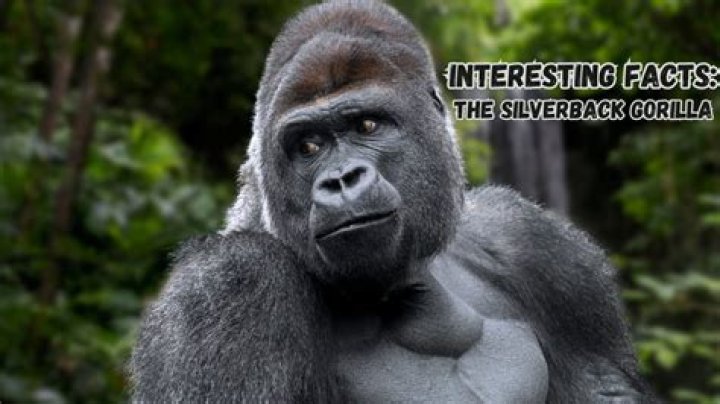 Does Walmart have gorilla snot?