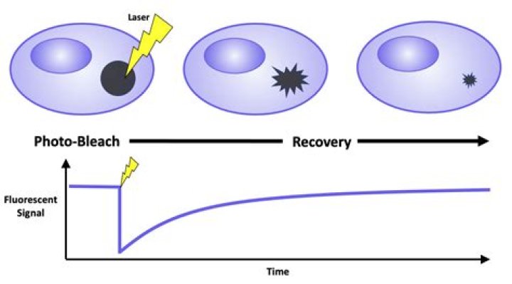 For what purpose is the biological laboratory technique of fluorescence recovery after photobleaching FRAP used?