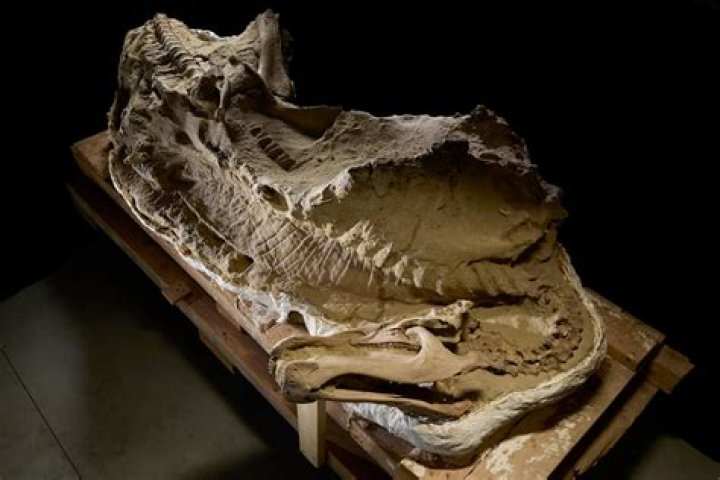 Has a dinosaur egg been found?