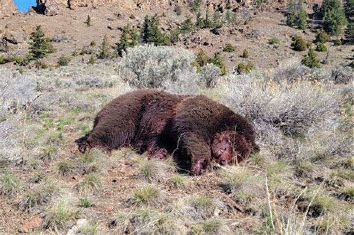 Has anyone been killed by a bear in the Smoky Mountains?
