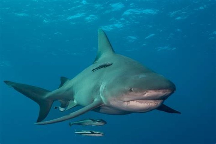 Has there ever been a bull shark in the Illinois River?
