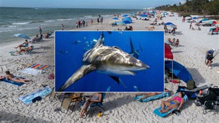 Have there been shark attacks in Santa Barbara?