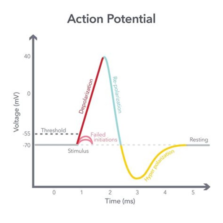 How are action potentials propagated across the sarcolemma?