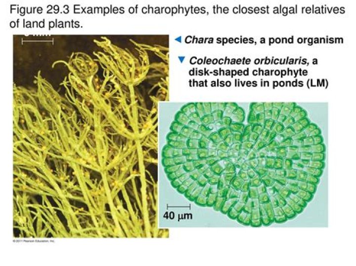 How are charophytes related to land plants?