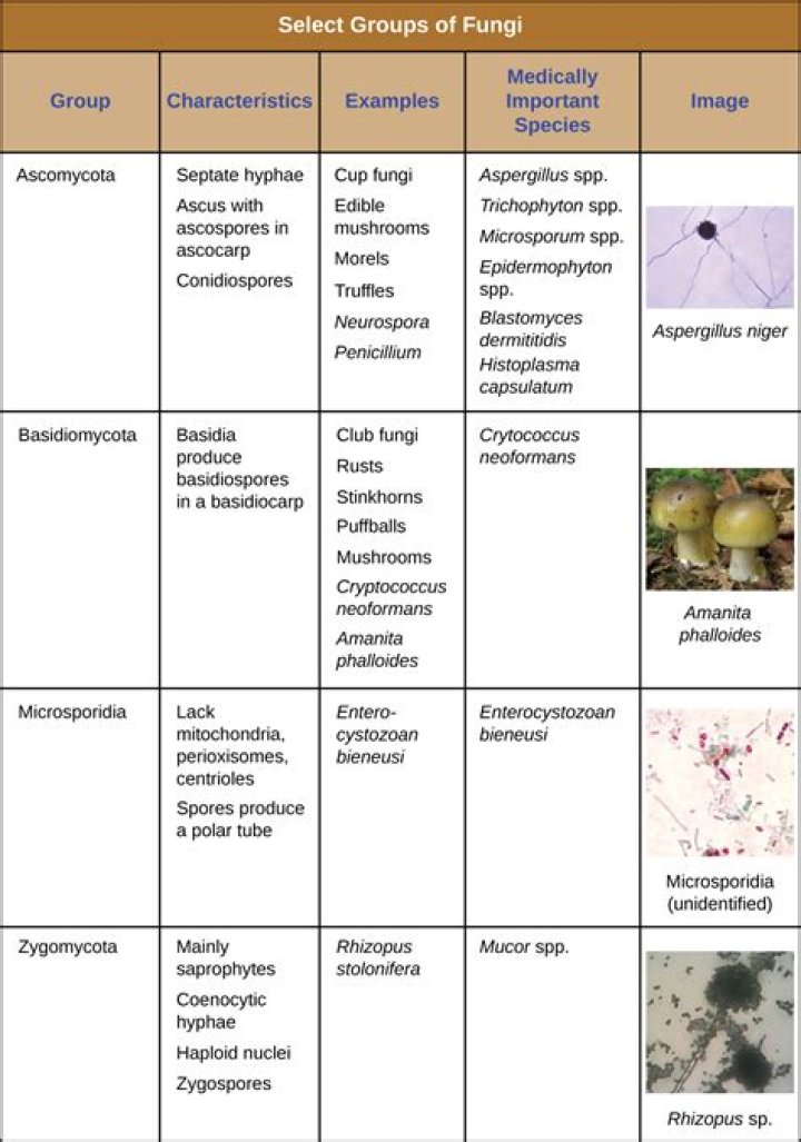How are chytrids different from other fungi?
