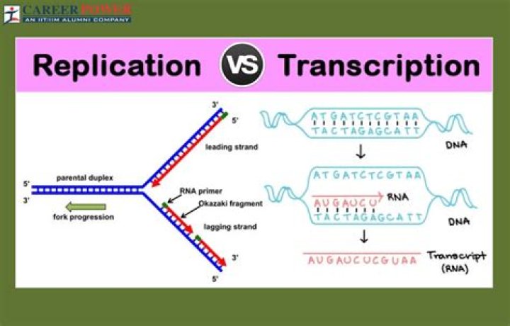 How are genes transcribed and translated?