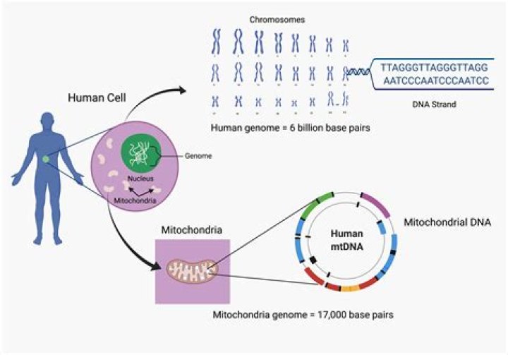 How are genomes assembled?