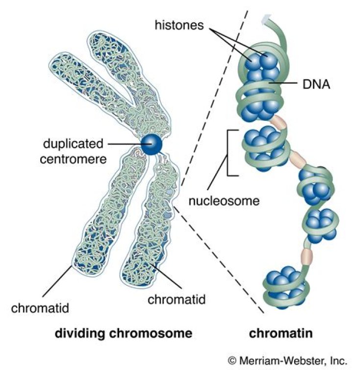 How are histones chromatin and chromosomes related?