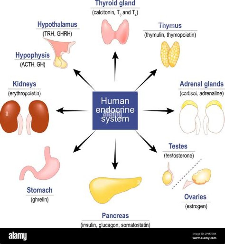 How are hormones involved in the endocrine system?