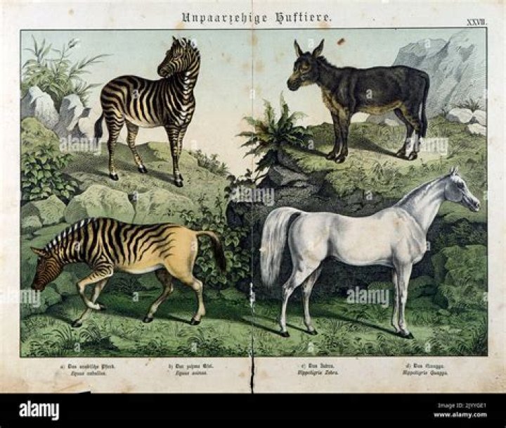 How are horses donkeys and zebras related?