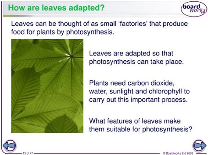 How are leaves adapted to their function?