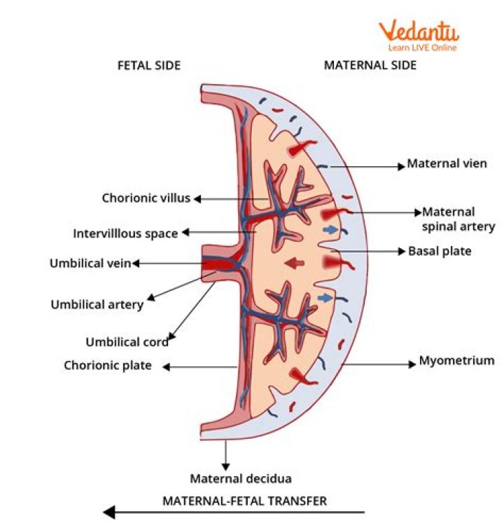 How are modern placental mammals defined?