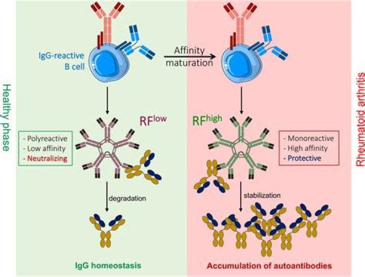 How are Paraproteins produced?