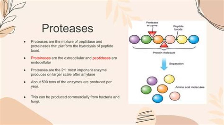 How are proteases produced?