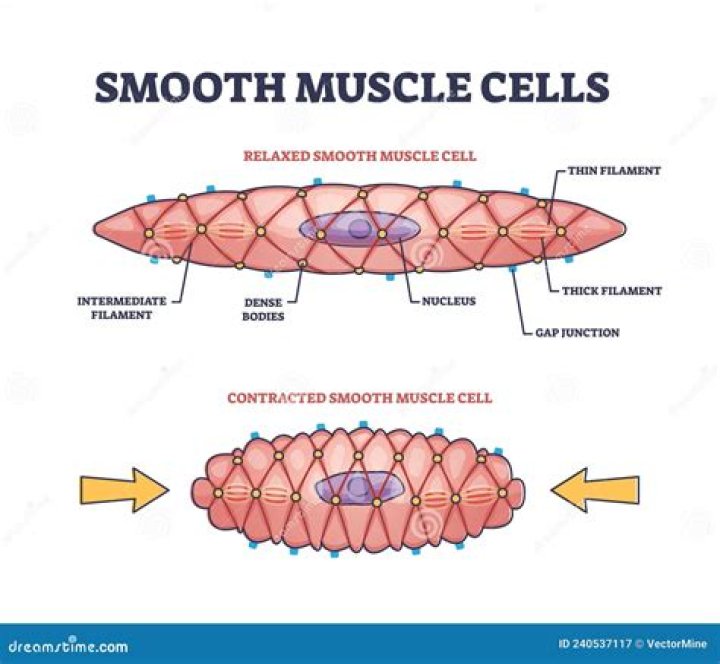 How are smooth muscle cells activated?