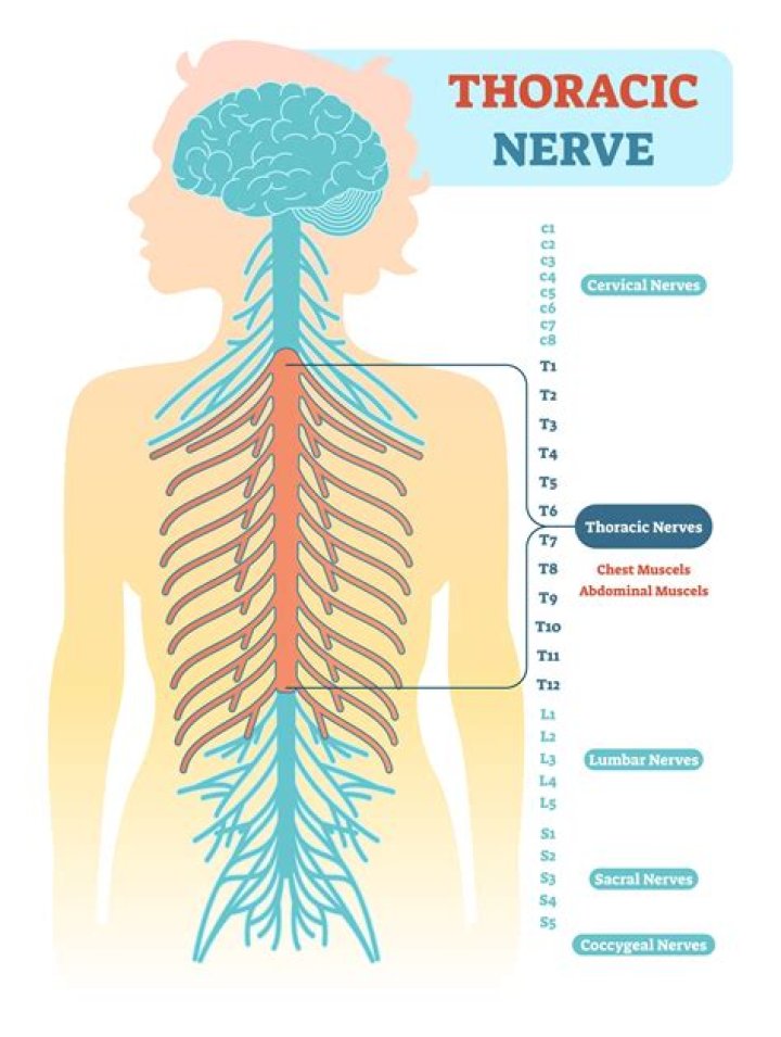 How are thoracic nerves numbered?