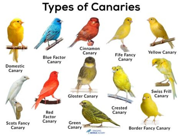 How big can a canary get?