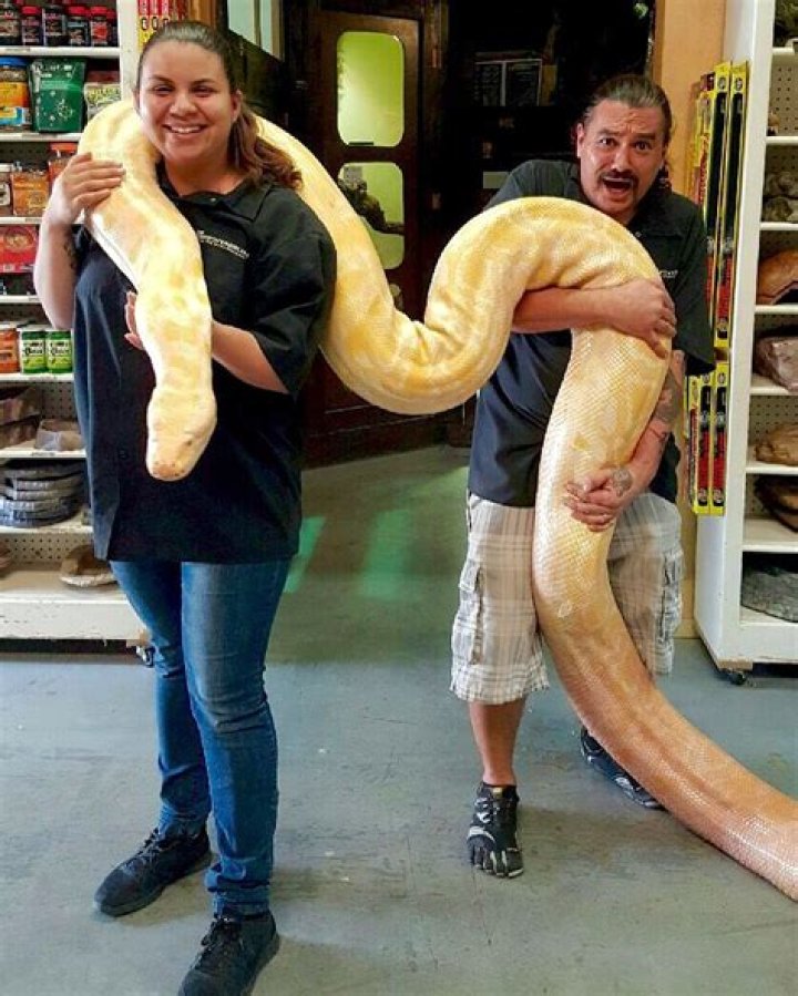 How big do albino pythons get?
